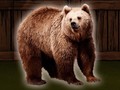 ເກມ Save The Grizzly Bear