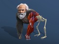 ເກມ Idle Evolution From Cell To Human