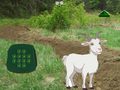 ເກມ Goat Find The Child