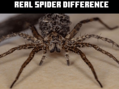ເກມ Real Spider Difference
