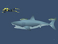 ເກມ Mad Shark
